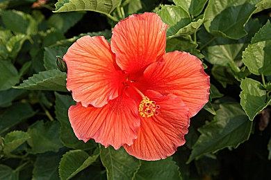 恐怖游戏《动物使用协议》Steam页面公布 后年发行